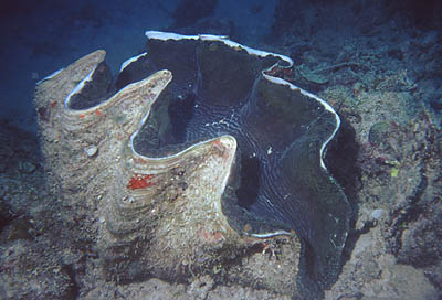 Tridacna gigas (ou bénitier) peut atteindre 1,50m pour 250 kg !